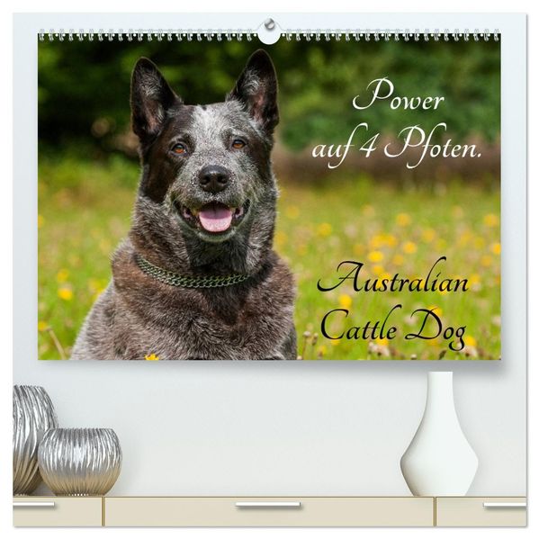 Power auf 4 Pfoten. Australian Cattle Dog (hochwertiger Premium Wandkalender 2027 DIN A2 quer) Kunstdruck in Hochglanz