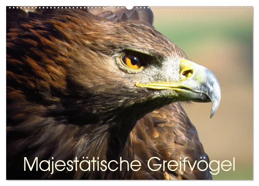 Majestätische Greifvögel (Wandkalender 2027 DIN A2 quer) CALVENDO Monatskalender