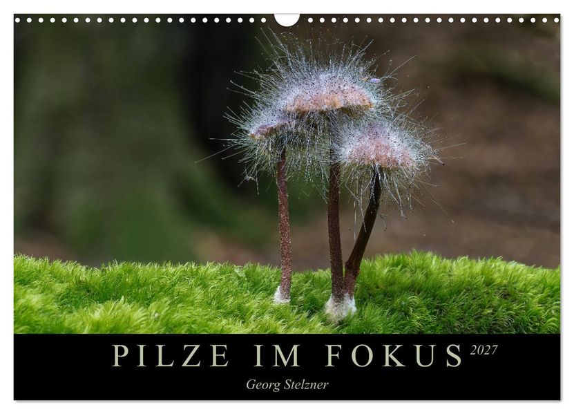 PILZE IM FOKUS 2027 (Wandkalender 2027 DIN A3 quer) CALVENDO Monatskalender