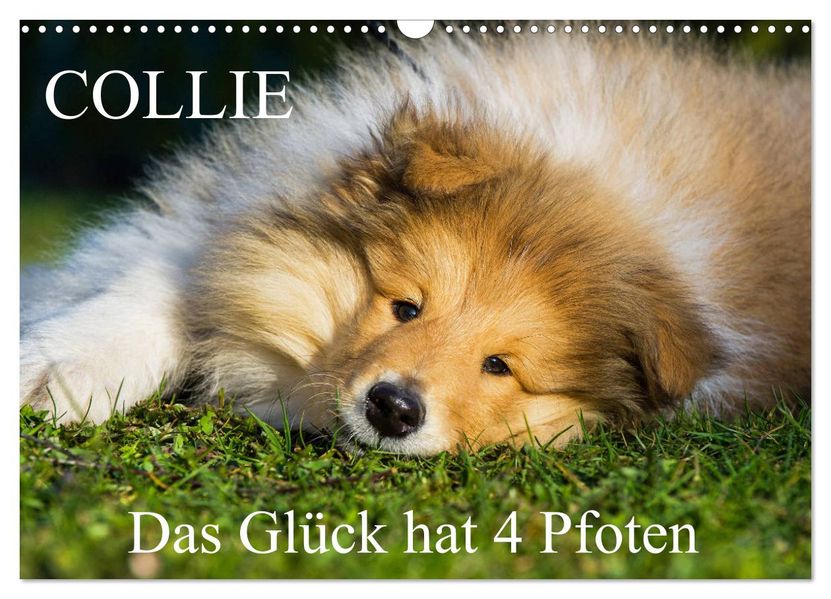 Collie - Das Glück hat 4 Pfoten (Wandkalender 2027 DIN A3 quer) CALVENDO Monatskalender