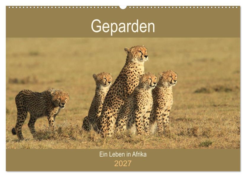 Geparden - Ein Leben in Afrika (Wandkalender 2027 DIN A2 quer) CALVENDO Monatskalender