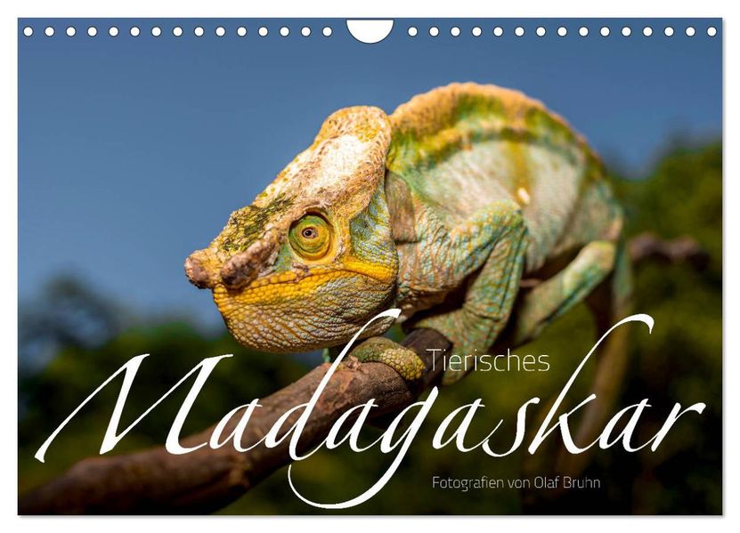 Tierisches Madagaskar (Wandkalender 2027 DIN A4 quer) CALVENDO Monatskalender