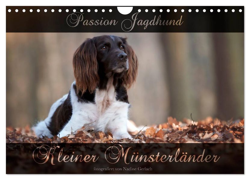 Passion Jagdhund - Kleiner Münsterländer (Wandkalender 2027 DIN A4 quer) CALVENDO Monatskalender