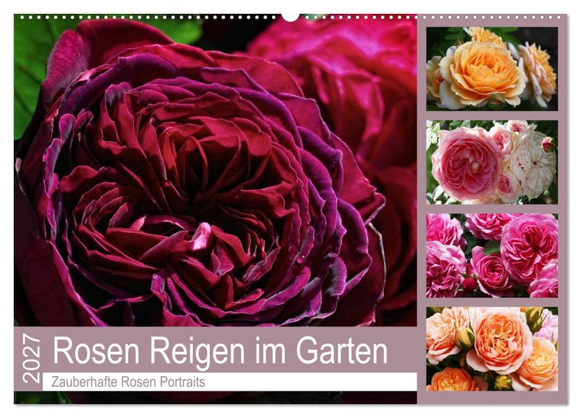 Rosen Reigen im Garten (Wandkalender 2027 DIN A2 quer) CALVENDO Monatskalender