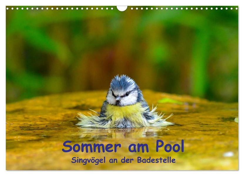 Sommer am Pool - Singvögel an der Badestelle (Wandkalender 2027 DIN A3 quer) CALVENDO Monatskalender