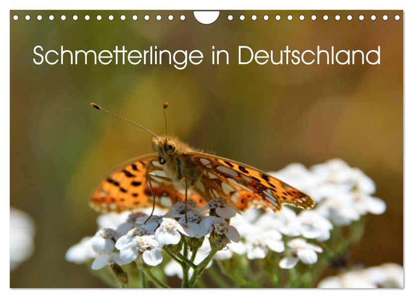 Schmetterlinge in Deutschland (Wandkalender 2027 DIN A4 quer) CALVENDO Monatskalender