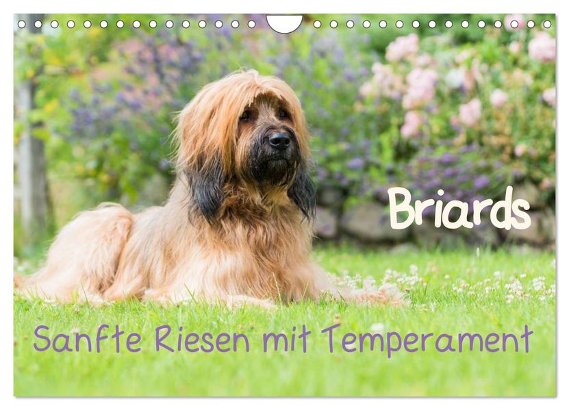 Briards - sanfte Riesen mit Temperament (Wandkalender 2027 DIN A4 quer) CALVENDO Monatskalender