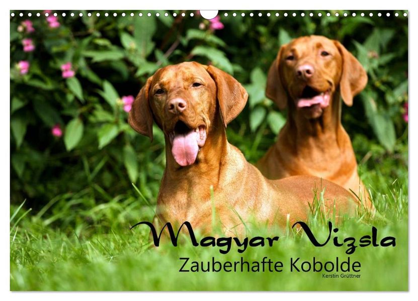 Magyar Vizsla - Zauberhafte Kobolde (Wandkalender 2027 DIN A3 quer) CALVENDO Monatskalender