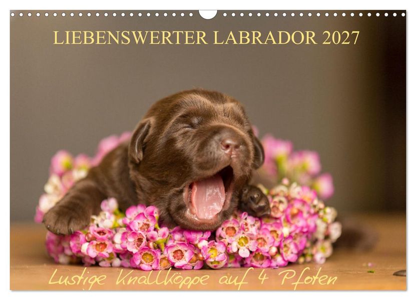 Liebenswerter Labrador 2027 (Wandkalender 2027 DIN A3 quer) CALVENDO Monatskalender