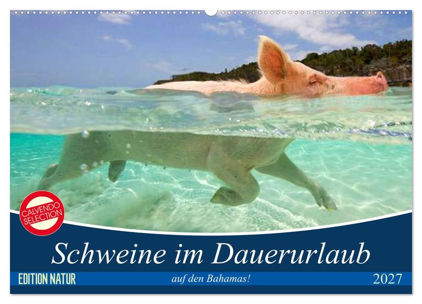 Schweine im Dauerurlaub auf den Bahamas! (Wandkalender 2027 DIN A2 quer) CALVENDO Monatskalender