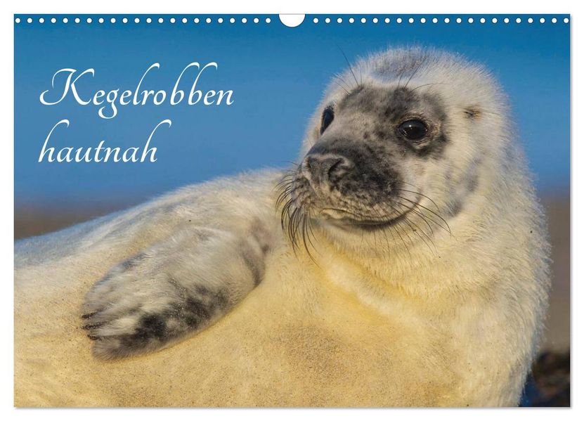Kegelrobben hautnah (Wandkalender 2027 DIN A3 quer) CALVENDO Monatskalender