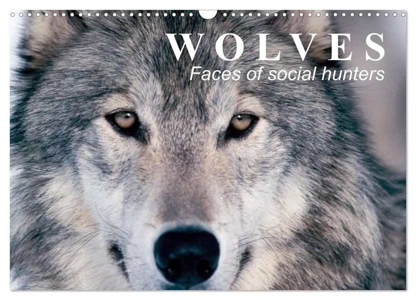 Wolves Faces of social hunters (Wall Calendar 2027 DIN A3 landscape) CALVENDO 12 Month Wall Calendar