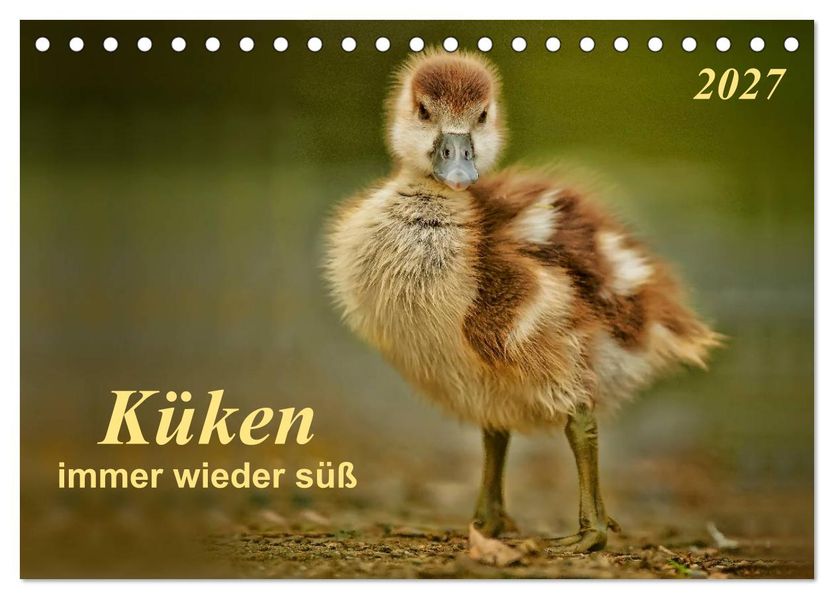 Küken - immer wieder süß (Tischkalender 2027 DIN A5 quer) CALVENDO Monatskalender