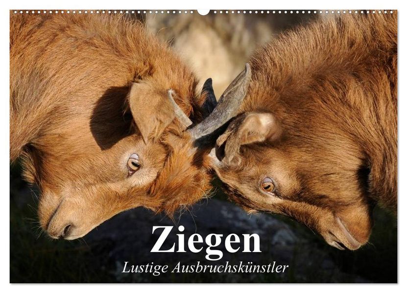 Ziegen. Lustige Ausbruchskünstler (Wandkalender 2027 DIN A2 quer) CALVENDO Monatskalender