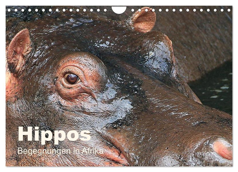 Hippos - Begegnungen in Afrika (Wandkalender 2027 DIN A4 quer) CALVENDO Monatskalender