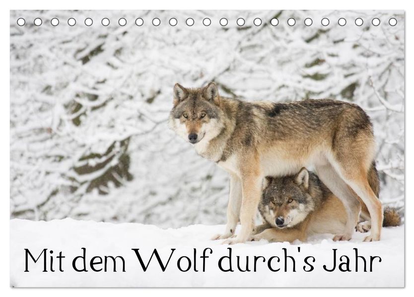 Mit dem Wolf durch's Jahr (Tischkalender 2027 DIN A5 quer) CALVENDO Monatskalender