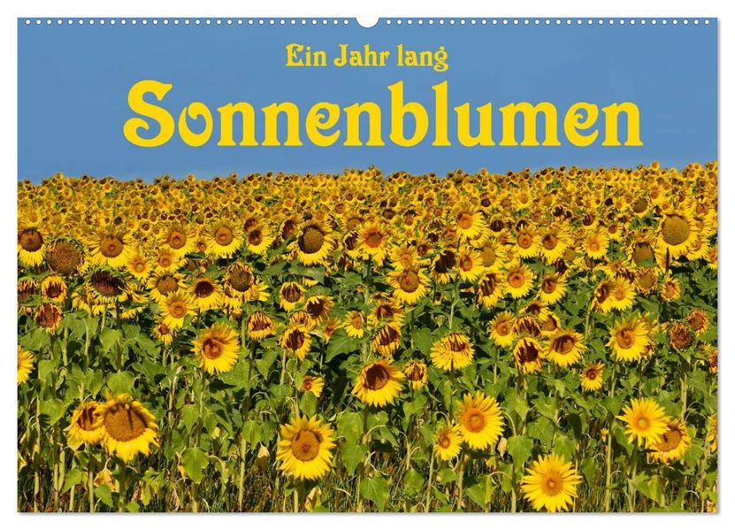 Ein Jahr lang Sonnenblumen (Wandkalender 2027 DIN A2 quer) CALVENDO Monatskalender
