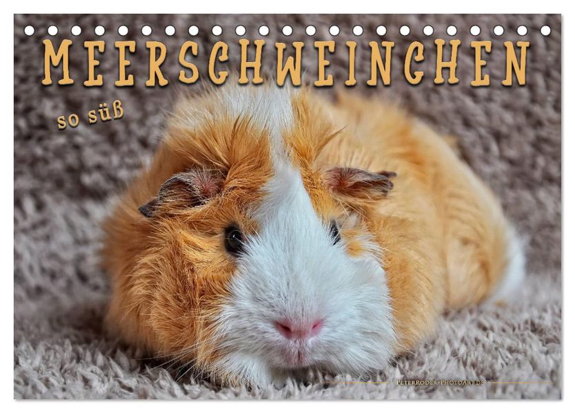 Meerschweinchen - so süß (Tischkalender 2027 DIN A5 quer) CALVENDO Monatskalender