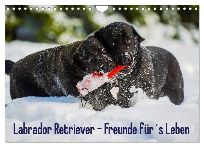 Labrador Retriever - Freunde fürs Leben (Wandkalender 2027 DIN A4 quer) CALVENDO Monatskalender
