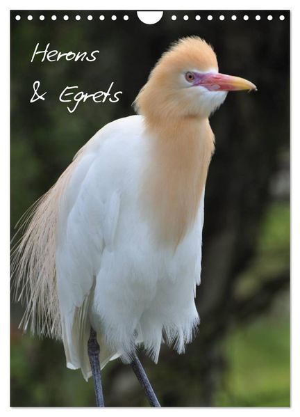 Herons & Egrets (Wall Calendar 2027 DIN A4 portrait) CALVENDO 12 Month Wall Calendar