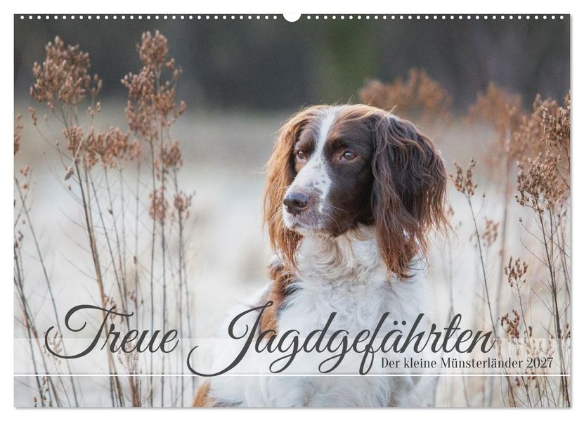 Treue Jagdgefährten Der kleine Münsterländer (Wandkalender 2027 DIN A2 quer) CALVENDO Monatskalender