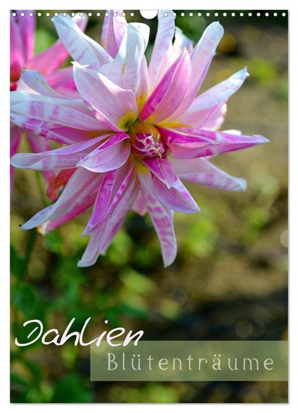 Dahlien - Blütenträume (Wandkalender 2027 DIN A3 hoch) CALVENDO Monatskalender