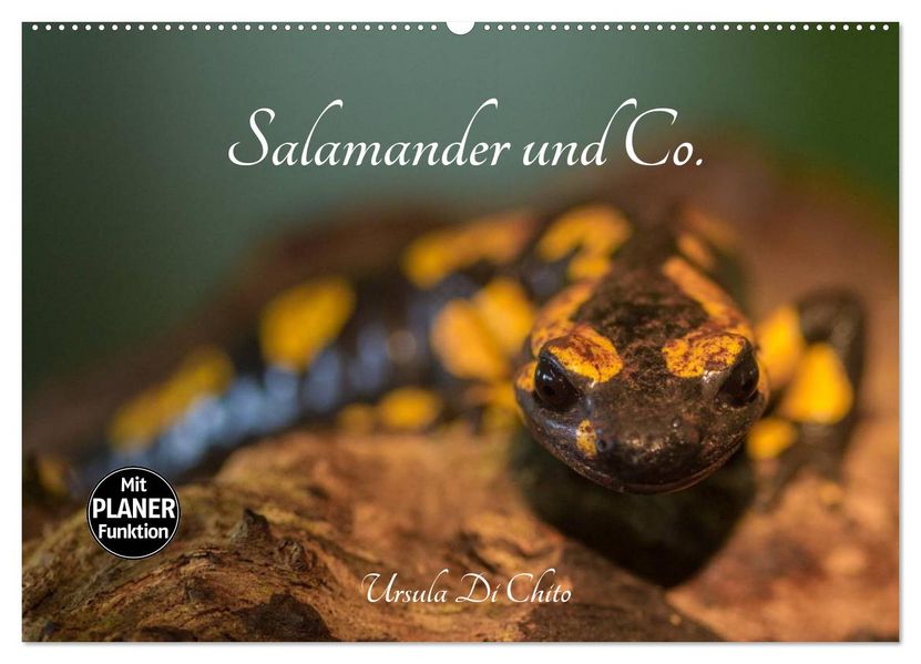 Salamander und Co. (Wandkalender 2027 DIN A2 quer) CALVENDO Monatskalender