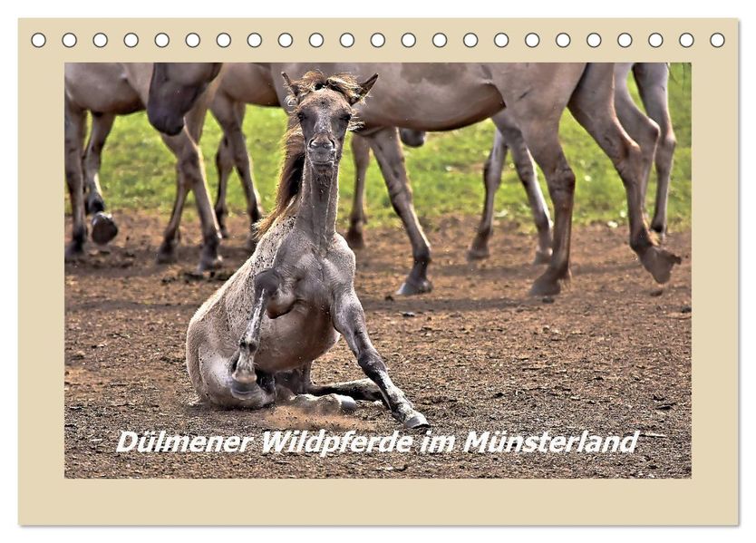 Dülmener Wildpferde im Münsterland (Tischkalender 2027 DIN A5 quer) CALVENDO Monatskalender