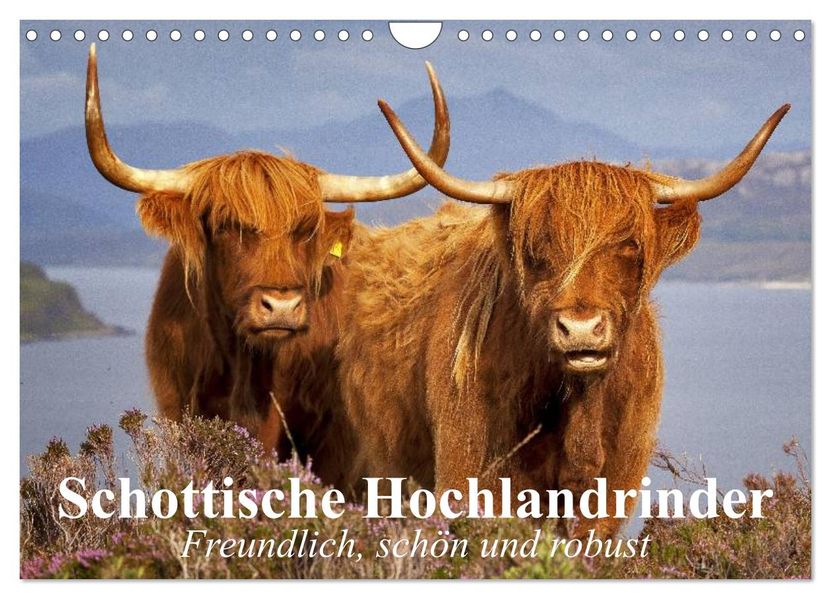 Schottische Hochlandrinder. Freundlich schön und robust (Wandkalender 2027 DIN A4 quer) CALVENDO Monatskalender