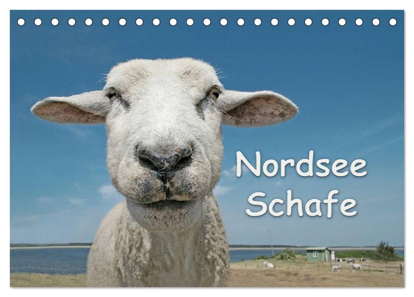 Nordsee Schafe (Tischkalender 2027 DIN A5 quer) CALVENDO Monatskalender