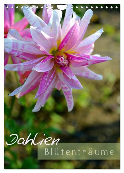 Dahlien - Blütenträume (Wandkalender 2027 DIN A4 hoch) CALVENDO Monatskalender
