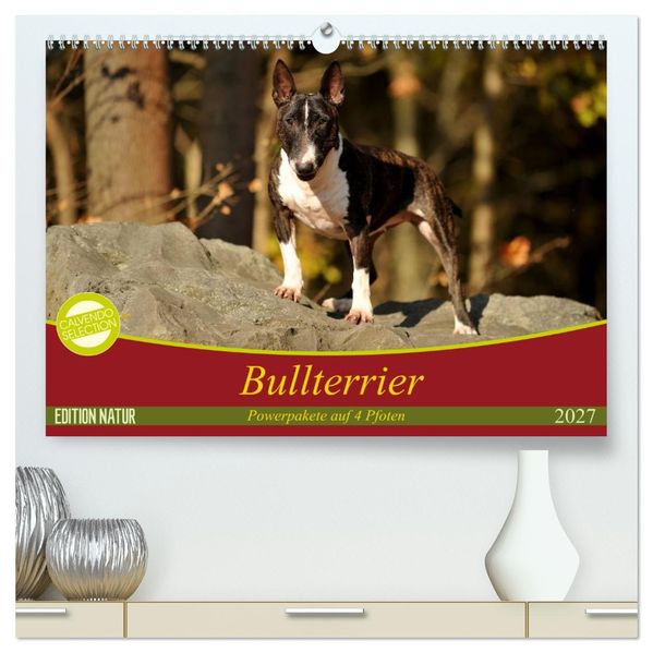 Bullterrier Powerpakete auf 4 Pfoten (hochwertiger Premium Wandkalender 2027 DIN A2 quer) Kunstdruck in Hochglanz