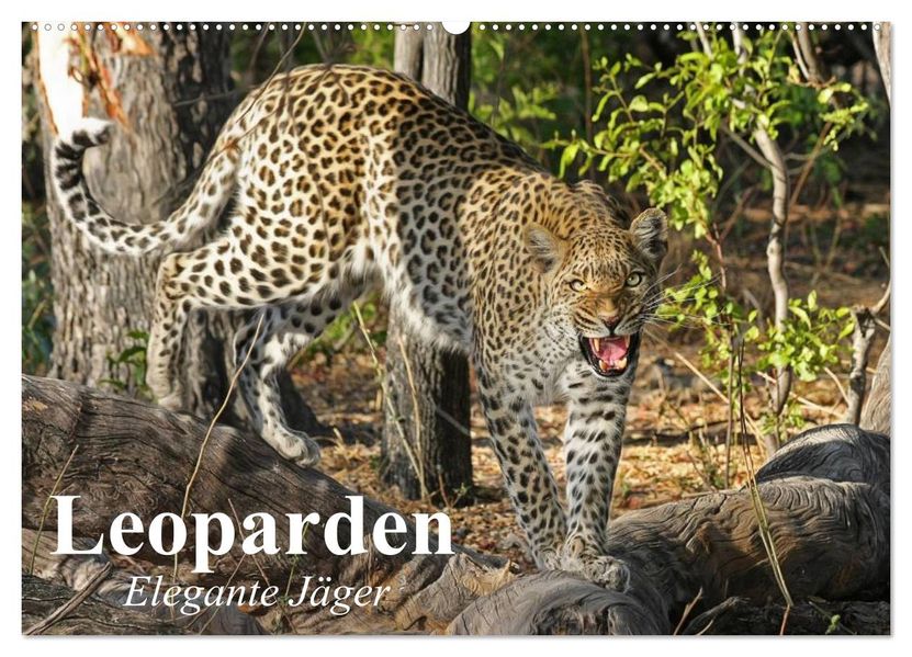 Leoparden. Elegante Jäger (Wandkalender 2027 DIN A2 quer) CALVENDO Monatskalender