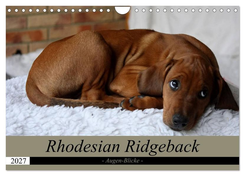 Rhodesian Ridgeback Augen-Blicke (Wandkalender 2027 DIN A4 quer) CALVENDO Monatskalender