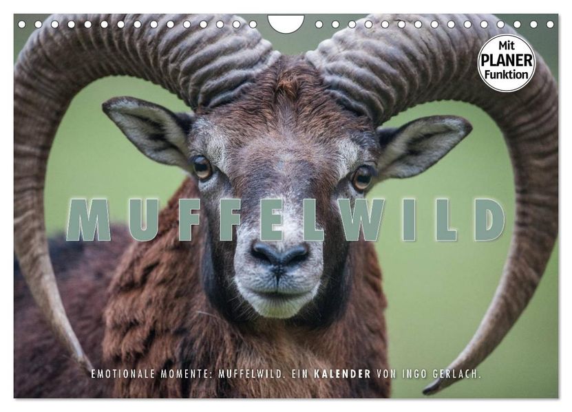 Emotionale Momente: Muffelwild. (Wandkalender 2027 DIN A4 quer) CALVENDO Monatskalender