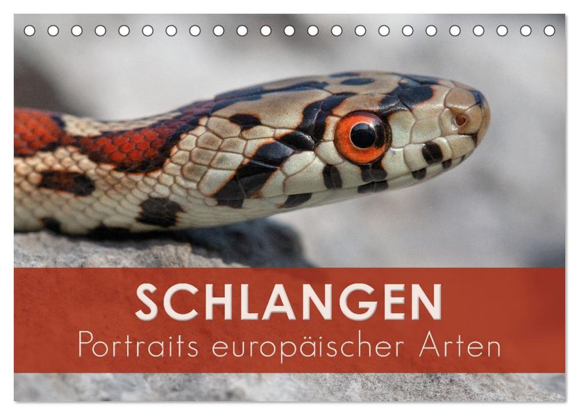 Schlangen - Portraits europäischer Arten (Tischkalender 2027 DIN A5 quer) CALVENDO Monatskalender