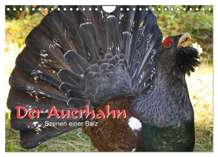 Der Auerhahn - Szenen einer Balz (Wandkalender 2027 DIN A4 quer) CALVENDO Monatskalender