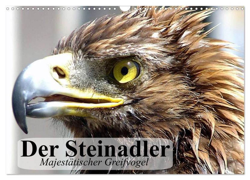 Der Steinadler. Majestätischer Greifvogel (Wandkalender 2027 DIN A3 quer) CALVENDO Monatskalender