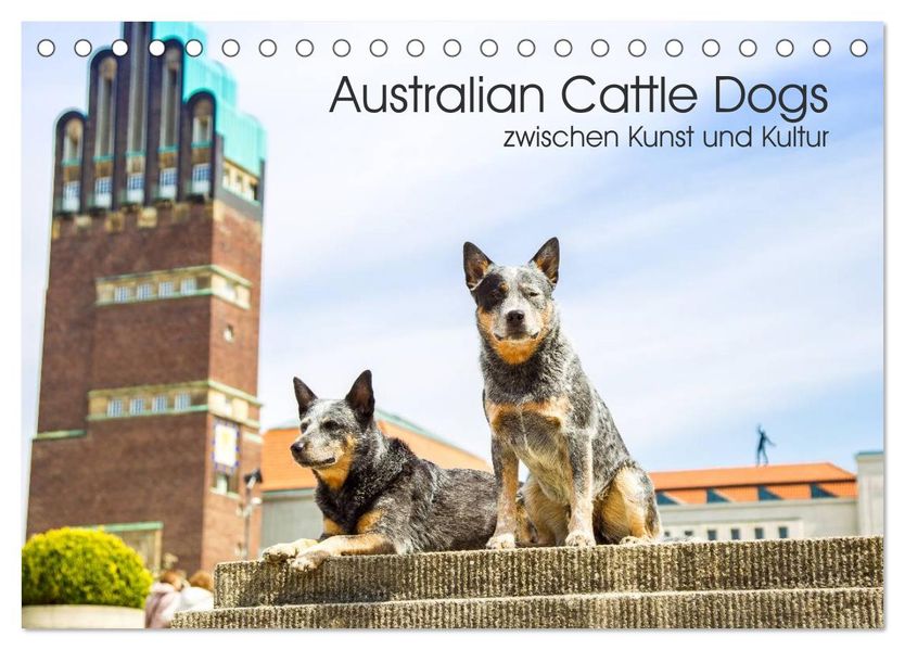 Australian Cattle Dogs zwischen Kunst und Kultur (Tischkalender 2027 DIN A5 quer) CALVENDO Monatskalender