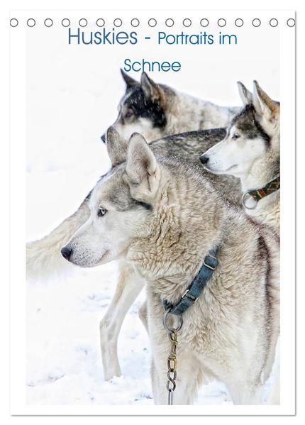 Huskies - Portraits im Schnee (Tischkalender 2027 DIN A5 hoch) CALVENDO Monatskalender