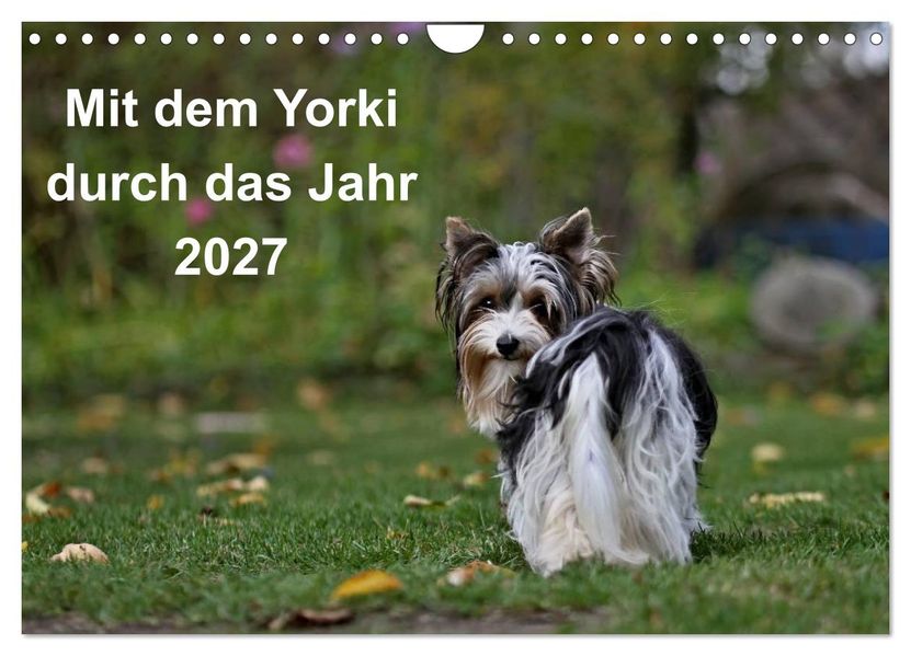 Mit dem Yorki durch das Jahr 2027 (Wandkalender 2027 DIN A4 quer) CALVENDO Monatskalender