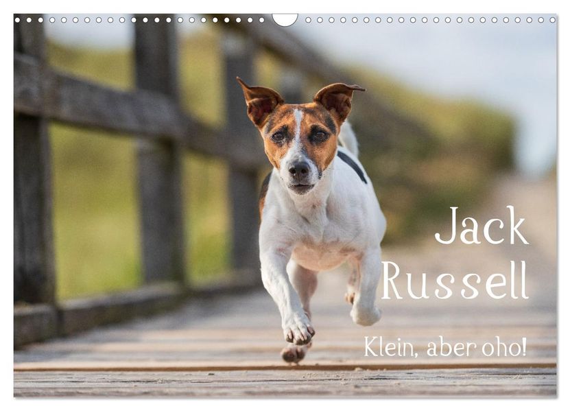 Jack Russell - Klein aber oho! (Wandkalender 2027 DIN A3 quer) CALVENDO Monatskalender