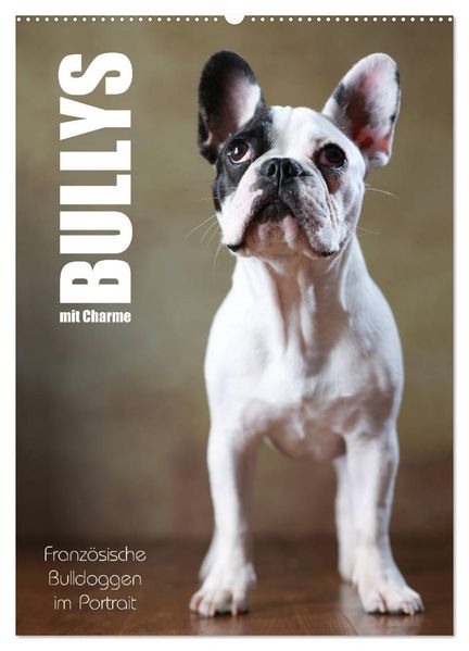 Bullys mit Charme - Französische Bulldoggen im Portrait (Wandkalender 2027 DIN A2 hoch) CALVENDO Monatskalender