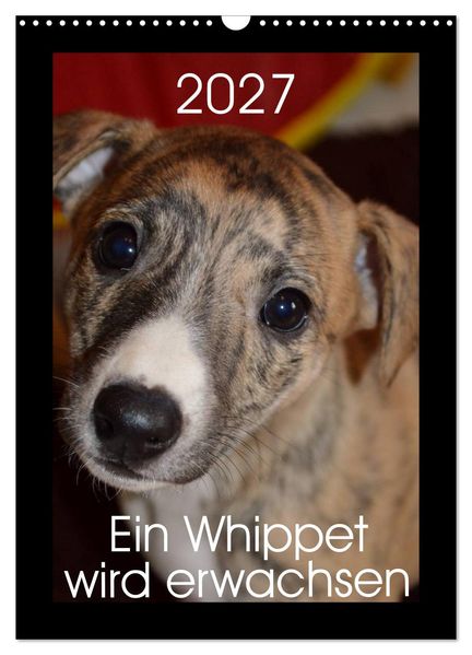 Ein Whippet wird erwachsen (Wandkalender 2027 DIN A3 hoch) CALVENDO Monatskalender