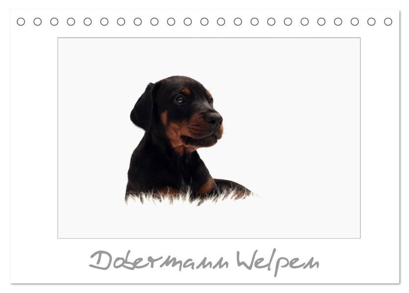 Dobermann Welpen (Tischkalender 2027 DIN A5 quer) CALVENDO Monatskalender