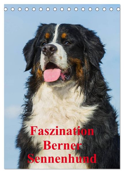 Faszination Berner Sennenhund (Tischkalender 2027 DIN A5 hoch) CALVENDO Monatskalender