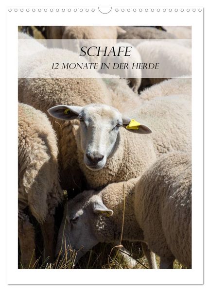 Schafe - 12 Monate in der Herde (Wandkalender 2027 DIN A3 hoch) CALVENDO Monatskalender