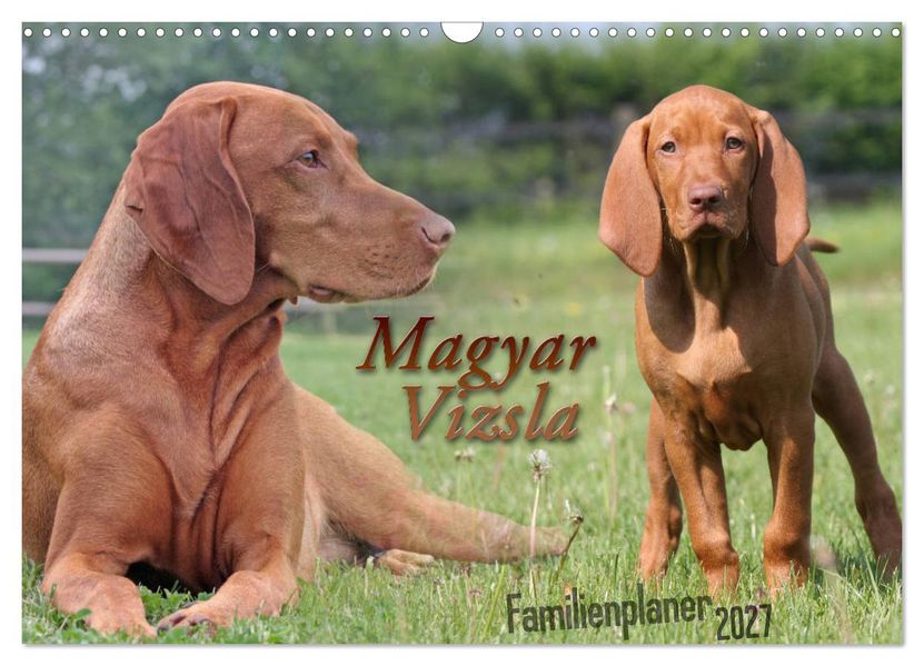 Familienplaner - Magyar Vizsla (Wandkalender 2027 DIN A3 quer) CALVENDO Monatskalender