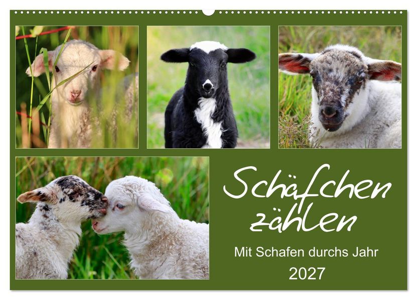 Schäfchen zählen - Mit Schafen durchs Jahr (Wandkalender 2027 DIN A2 quer) CALVENDO Monatskalender