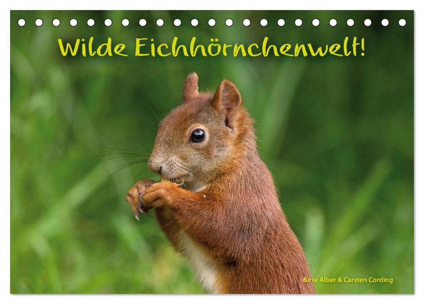 Wilde Eichhörnchenwelt! (Tischkalender 2027 DIN A5 quer) CALVENDO Monatskalender